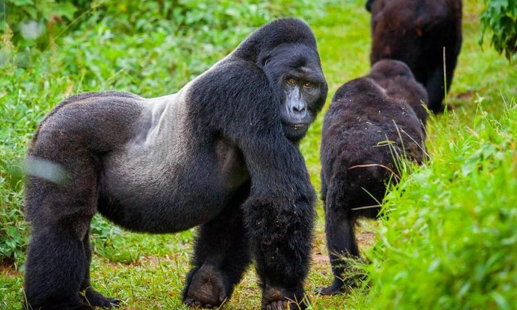 Volcanoes Safaris